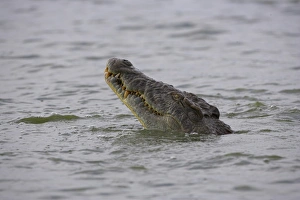 Nile crocodile