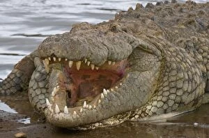 Nile crocodile (Crocodilus niloticus ), Mas ai Mara National Res erve, Kenya
