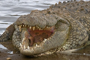 Images Dated 3rd October 2008: Nile crocodile (Crocodilus niloticus), Masai Mara National Reserve, Kenya