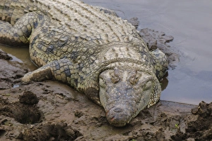 Images Dated 3rd October 2009: Nile crocodile (Crocodilus niloticus), Masai Mara, Kenya, East Africa, Africa