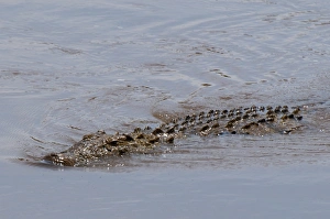 Images Dated 8th October 2009: Nile Crocodile (Crocodilus niloticus), Masai Mara, Kenya, East Africa, AFrica