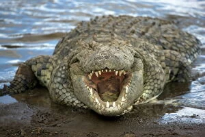 Kenya Gallery: Nile crocodile (Crocodylus niliticus) on shore of Mara River with open jaws