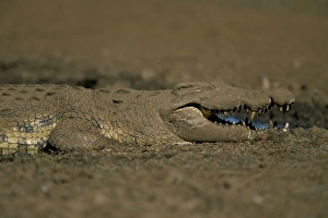 Nile crocodile (Crocodylus niloticus)