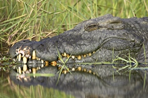 Images Dated 20th January 2000: Nile crocodile (Crocodylus niloticus)
