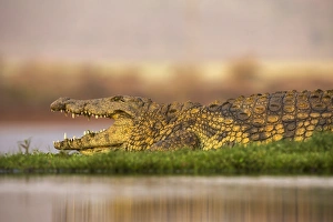 Nile crocodile (Crocodylus niloticus), Zimanga private game reserve, KwaZulu-Natal