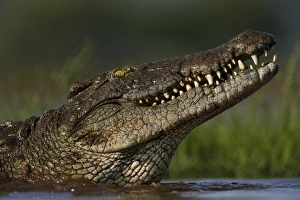 Nile crocodile (Crocodylus niloticus), Zimanga Private Game Reserve, KwaZulu-Natal