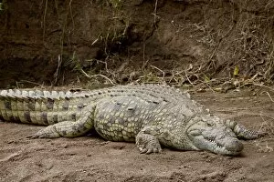 Images Dated 8th October 2007: Nile crocodile (Crocodylus niloticus), Masai Mara National Reserve, Kenya