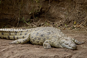 Images Dated 8th October 2007: Nile crocodile (Crocodylus niloticus), Masai Mara National Reserve, Kenya