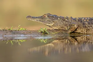 Herpetology Prints: Nile crocodile (Crocodylus niloticus), ZImanga game reserve South Africa, Africa