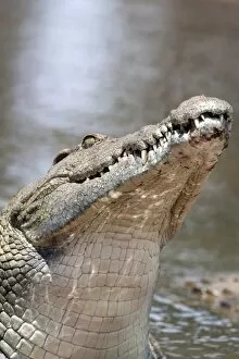 Images Dated 6th March 2010: Nile crocodile (Crocodylus niloticus), Kruger National Park, South Africa, Africa