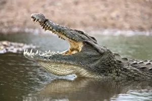Images Dated 5th March 2010: Nile crocodile (Crocodylus niloticus), jaws agape, Kruger National Park