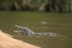 Jeopardy Prints: Nile crocodile (Crocodylus niloticus) with jaws open