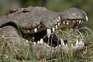 Animal Head Collection: Nile Crocodile (Crocodylus niloticus) with mouth open, Kruger National Park