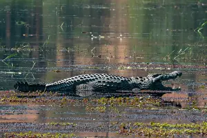 Nile crocodile (Crocodylus niloticus) mouth open in the river Chobe, Chobe National Park, Botswana, Africa