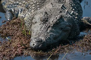Nile crocodile (Crocodylus niloticus) in the river Chobe, Chobe National Park, Botswana, Africa