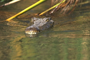 Dangerous Prints: A Nile crocodile (Crocodylus niloticus) in water, Moremi Wildlife reserve