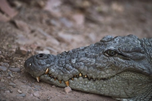 Reptilia Prints: Nile crocodile, Ranthambhore National Park, Rajasthan, India, Asia