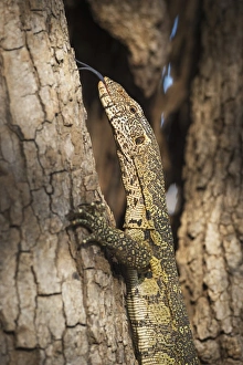 Reptilia Prints: Nile Monitor (Varanus Niloticus), Zambia, Africa