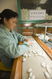 Images Dated 18th November 2008: No. 1 Silk Factory, Suzhou, Jiangsu, China, Asia