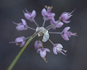 Onion Prints: Nodding onion (Allium cernuum), Glacier National Park, Montana, United States of America