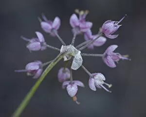 Nodding onion (Allium cernuum), Glacier National Park, Montana, United States of America