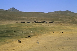 Nomad Prints: Nomad tents between Chakhcharan and Djam, Afghanistan, Asia