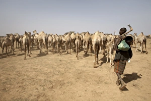 Dusty Prints: Nomadic camel herders lead their herd to a watering