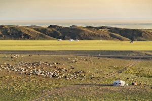 Mongolian Prints: Nomadic camp and livestock, Bayandalai district