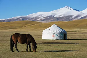 Images Dated 8th October 2008: Nomads horse and yurt, Bayanbulak, Xinjiang Province, China, Asia