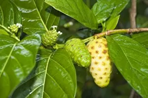 Images Dated 15th January 2006: Nonu (noni) fruit, Huahine, French Polynesia, South Pacific, Pacific