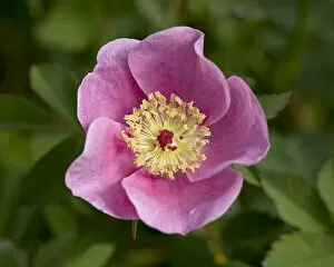 Images Dated 27th May 2009: Nootka Rose (Rosa nutkana), near Nanaimo, British Columbia, Canada, North America