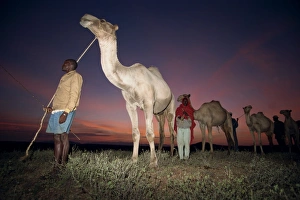 Camel Caravan Prints: Normadic camel herder at dawn