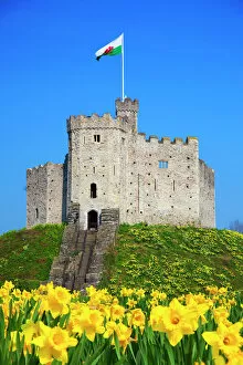 Medieval Collection: Norman Keep and daffodils, Cardiff Castle, Cardiff, Wales, United Kingdom, Europe