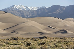 Cervus Elaphus Prints: North American elk (Cervus Elaphus) and sand dunes