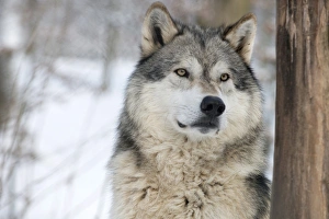 Wolf Prints: North American timber wolf (Canis lupus) in forest