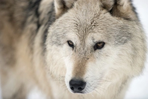 North American timber wolf (Canis lupus) in forest, Wolf Science Centre, Ernstbrunn, Austria, Europe