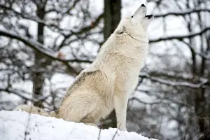 Wolf Prints: North American Timber wolf, Canis Lupus howling in the snow in deciduous forest