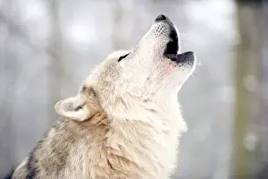 North American timber wolf (Canis Lupus) howling in the snow in forest, Wolf Science Centre, Ernstbrunn, Austria, Europe
