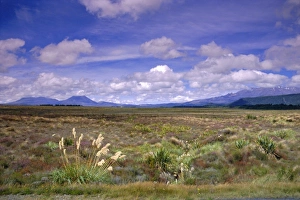 North Island
