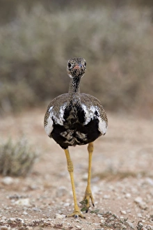Northern black korhaan (Eupodotis afraoides), immature male, Kgalagadi Transfrontier