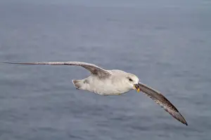 Arctic Waters Prints: Northern fulmar (Fulmarus glacialis glacialis) on the wing over calm seas in the Svalbard Archipelago