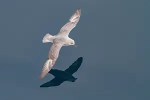 Saltwater Prints: Northern fulmar (Fulmarus glacialis glacialis) on the wing in the Svalbard Archipelago