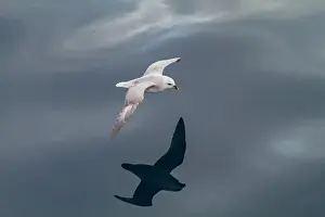 Hemisphere Prints: Northern fulmar (Fulmarus glacialis glacialis) on the wing in the Svalbard Archipelago