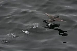 Northern fulmar (Fulmarus glacialis) taking off from a calm sea, Sakhalin Island
