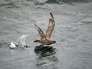 Alaska Prints: Northern fulmar takes flight over water in the Aleutian Islands of Alaska