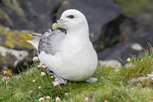 Northern fulmars (Fulmarus glacialis) at Sumburgh Head, Mainland Island, Shetland Isles, Scotland, United Kingdom, Europe