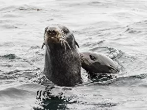 Rippled Gallery: Northern fur seals (Callorhinus ursinus), Bering Island, Commander Island Group, Kamchatka
