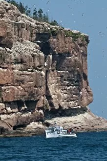 Images Dated 15th August 2009: Northern gannet colony, Ile Bonaventure offshore of Perce, Quebec, Canada, North America