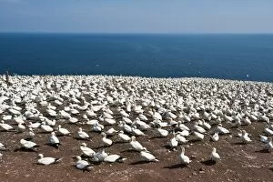 Images Dated 15th August 2009: Northern gannet colony, Ile Bonaventure offshore of Perce, Quebec, Canada, North America
