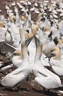Quebec Prints: Northern gannet colony, Ile Bonaventure offshore of Perce, Quebec, Canada, North America